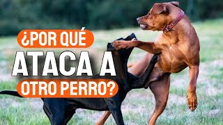 ¿POR QUÉ los PERROS ATACAN a otros PERROS🐶🤜🐶 [upl. by Saihttam]