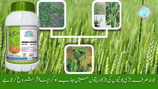 solex weedicides weedicides in Punjab Solex cutout Solex double clean Solex sulfosulfurone [upl. by Mccutcheon321]