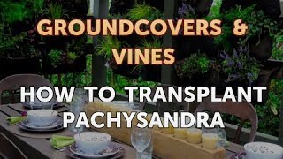 How to Transplant Pachysandra [upl. by Winifield]