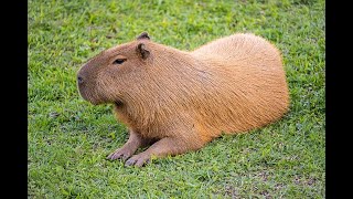 The Capybara [upl. by Rad]