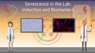 Senescence in the Lab Induction and Biomarkers [upl. by Bartle]