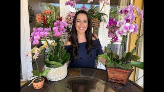 How to Care for Your Phalaenopsis Orchid  Orchid Care for Beginners  Orchid Diva [upl. by Devona]