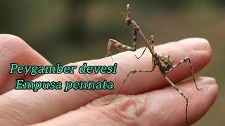 peygamber devesi böceği empusa pennata [upl. by Eissat]