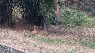 Guwahati Zoo Assam [upl. by Adnohsek]