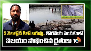 Koramenu Fish Farming  5 నెలల్లోనే కిలో బరువుకొరమేను పెంపకంలో విజయం సాధించిన రైతులు  10TV [upl. by Ojytteb]