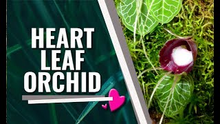 How to Grow Corybas and Nervilia Orchids  Growing Guide for Helmet and Shield Terrestrial Orchids [upl. by Ohara338]