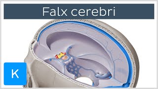 Falx cerebri Falx Cerebri  Human Anatomy  Kenhub [upl. by Aserahs]