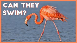 6 cool facts about flamingos [upl. by Yngad131]