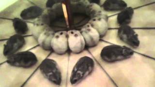 Cute Hamsters Playing with Reflection  Hilarious Video [upl. by Jeremias179]