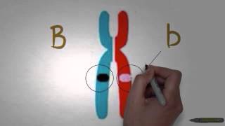 Asap Biology  Episode 1  Genes and Alleles [upl. by Ardni]