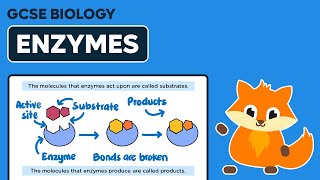 Enzymes  GCSE Biology [upl. by Christine]