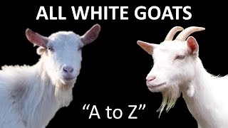 All White Goat Breeds quotAquot to quotZquot  White Goats  Goats  Goat Breeds [upl. by Eiramadnil]