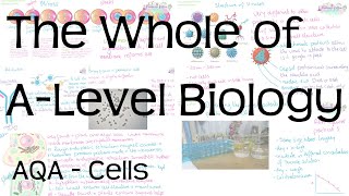 EUKARYOTIC CELLS A level Biology  Structure amp function of the organelles found in eukaryotic cells [upl. by Adriel]