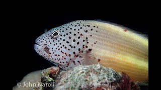 Freckled Hawkfish  Paracirrhites forsteri [upl. by Jermayne687]