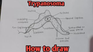 How to draw Trypanosoma  Structure of Trypanosoma  Biology diagram  biology diagram easy [upl. by Alag684]