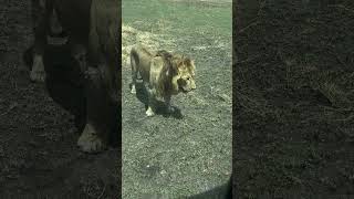 Male lion at Maasai kopjes Central Serengeti 19072024 [upl. by Akimik]