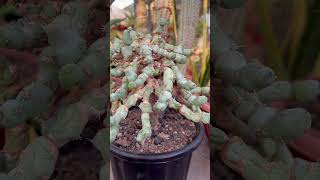 Euphorbia Clivicola On Graft from My Plants Collection [upl. by Anema378]