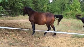 MRM Black Magic  Pasture Breeding  Courting a Mare  Morgan horse [upl. by Eenahpets]