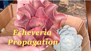 Let’s Propagate Succulent Cuttings Echeveria Propagation [upl. by Wamsley]