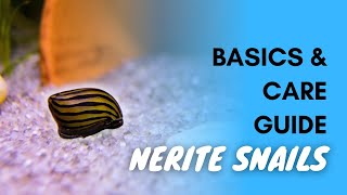 Nerite Snails Basics And Care Guide [upl. by Ania]