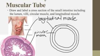 IB Biology Notes for Chapters 61 and D2 [upl. by Thornburg76]