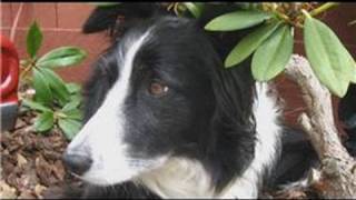 Dog Breeds amp Dog Training  How to Care for a Border Collie [upl. by Anitsirk]