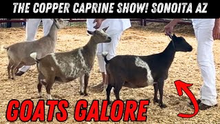 Copper Caprine Goat Show  Sonoita AZ [upl. by Aveline]