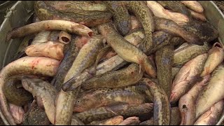 How to Fish for Burbot at Flaming Gorge [upl. by Tabatha]