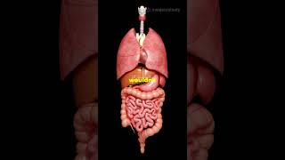 Why Humans Stop Growing 😲 facts shorts human nature [upl. by Japheth]