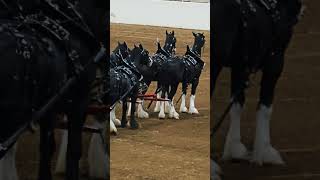 Gorgeous Clydesdale Horses in anticipation of the Riding Show 🤩 [upl. by Laura]