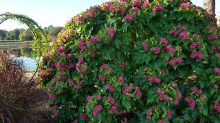 Dombeya Seminole 45 years old [upl. by Dirk545]