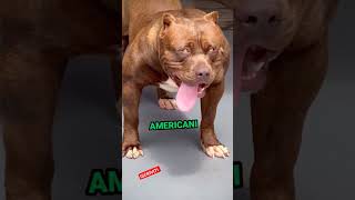 I 4 CANI PIÙ PERICOLOSI DEL MONDO 🐕‍🦺🌍 shortvideo animali animale pericoloso cani bulldog [upl. by Zack]