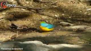 passerina leclancherii Orangebreasted Bunting [upl. by Gherardi]