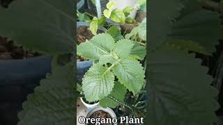 Oregano Plant  The Most Powerful Herbs [upl. by Townsend]