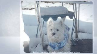 Funny Westie Videos To Make You Smile [upl. by Anstice]