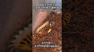 탈피도 안하고 잘먹기만 하는 갈라파고스가 예쁘네  Scolopendra galapagoensis  Galapagos giant centipede [upl. by Ric]