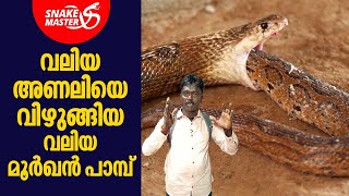 വലിയ അണലിയെ വിഴുങ്ങിയ വലിയ മൂർഖൻ പാമ്പ്‌  Vava Suresh  Snakemaster EP 788 [upl. by Tallia863]