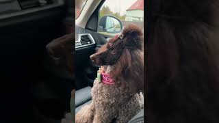 Dog sings quotOur Songquot with Bavarian Motors Cars Grafenwoehr Germany 🐕 ❤️ 🐩 [upl. by Weisburgh]