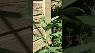 Growing milkweed from seed [upl. by Berkeley917]