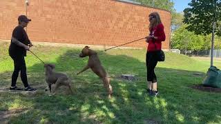 Wolfman and Genette leash test 10524 [upl. by Louth]