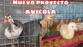 👉Iniciare con este nuevo proyecto de aves  Vacun4ndo las GALLINAS contra la enf3rmedad [upl. by Merwyn]