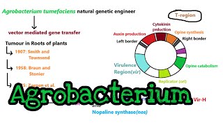 Agrobacterium mediated gene transfer  part 1 [upl. by Shaya708]