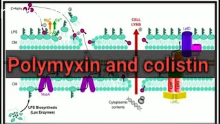 Polymyxin and colistin antibiotics UrduHindi [upl. by Richman580]