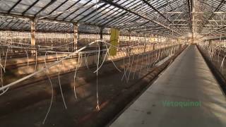 Vetoquinol Greenhouse Biosecurity Program for Vegetables [upl. by Otter]