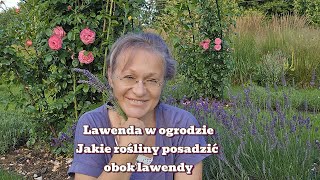 Lawenda w Ogrodzie Jakie rośliny posadzić obok lawendy [upl. by Anitnemelc]