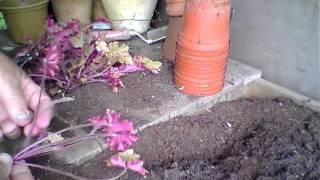 Propagating Heucheras from old plants [upl. by Antonietta422]