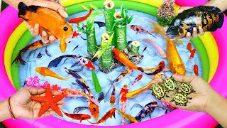 Attractive fish pond in bamboo garden  pink fish goldfish fighting fish color fish [upl. by Elmajian297]