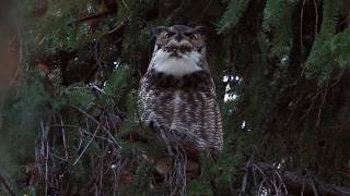 Great Horned Owl hoot [upl. by Viguerie524]