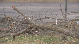 1 hospitalized after tree falls on Pleasant Hill students [upl. by Macpherson]