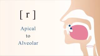 r  voiced apical alveolar trill [upl. by Ioyal]